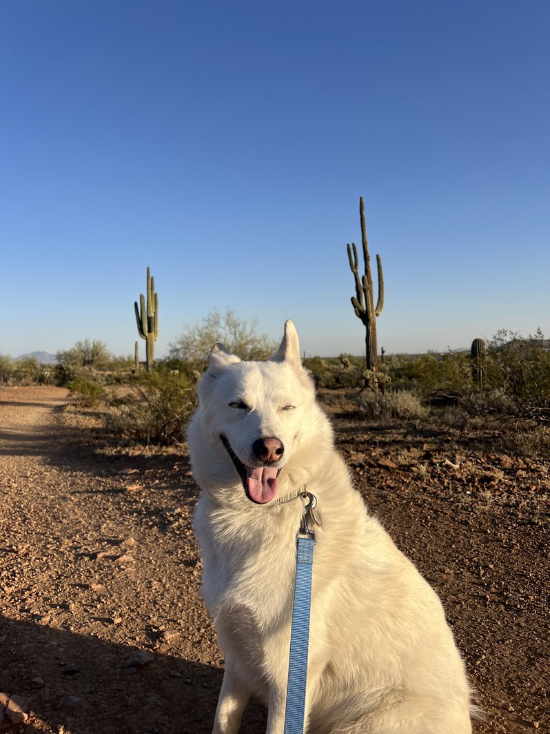 Stevie, a white husky-shepherd mix, sitting on a desert trail among saguaro cacti